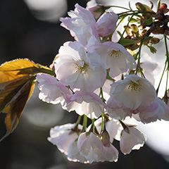 桜のフォト作品