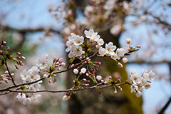 桜