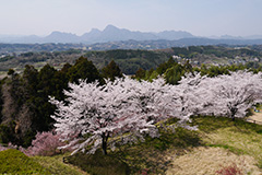 後閑城址公園の桜