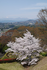 後閑城址公園の桜