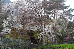 春の妙義神社