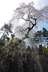 妙義神社の枝垂れ桜