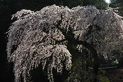 妙義神社の枝垂れ桜