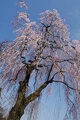 妙義神社の枝垂れ桜