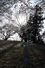 沼田公園の桜