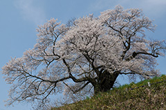 沼田の桜