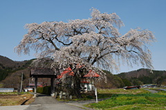 沼田の枝垂れ桜