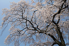 沼田の枝垂れ桜