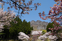 春の妙義山