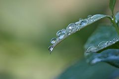 夏の朝露