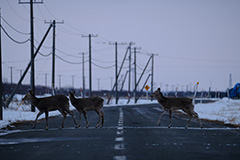 道路を横断するエゾシカ