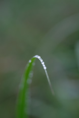 夏の朝露