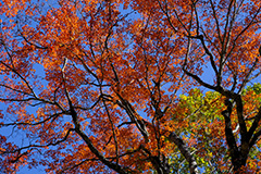 群馬の紅葉