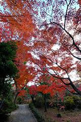 少林山達磨寺の紅葉