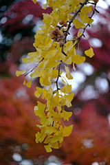 少林山達磨寺の紅葉