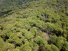 玉原のブナ林の空撮
