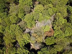 玉原のブナ林の空撮