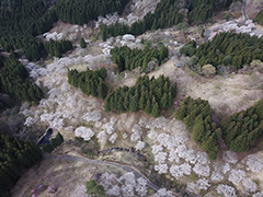 妙義山さくらの里の空撮