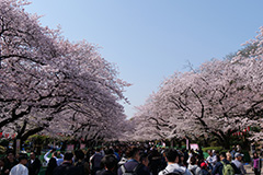 春の上野恩賜公園