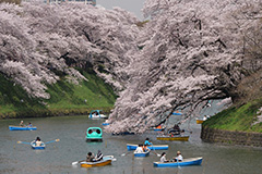 春の千鳥ヶ淵