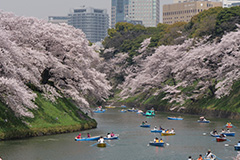 春の千鳥ヶ淵