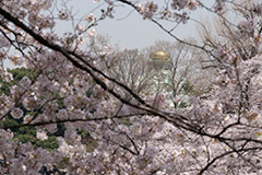 春の千鳥ヶ淵