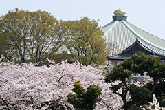 春の北の丸公園