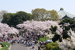 春の北の丸公園