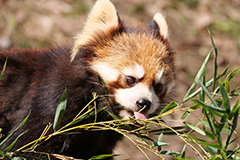 食事をするレッサーパンダ