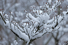 春の雪