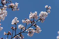 桜