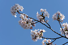 桜