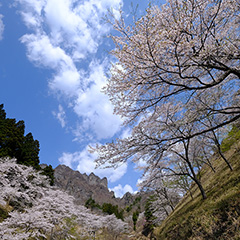 桜のフォト作品