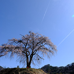 枝垂れ桜のフォト作品