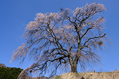 枝垂れ桜