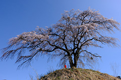 枝垂れ桜