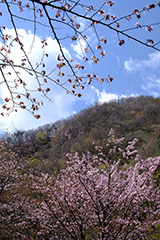 群馬の山桜