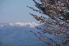 春の苗場山