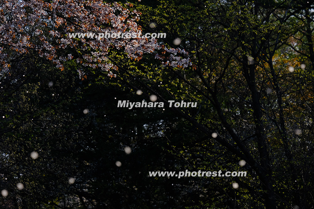 山桜の写真素材