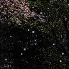 山桜のフォト作品