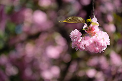 八重桜