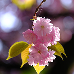 八重桜のフォト作品