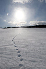 冬の雪原