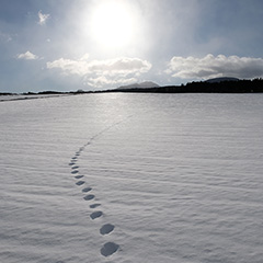 雪原のフォト作品