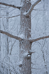 冬の着雪