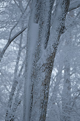 冬の着雪