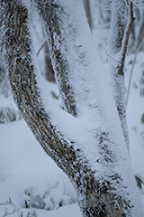 冬の着雪