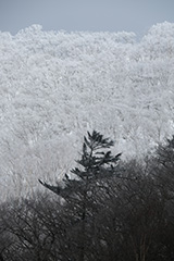 冬の雪景色