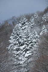 冬の雪景色