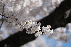 桜